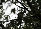 Coopers Hawk (5)