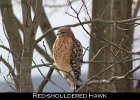 021 - 220 Red-shouldered Hawk