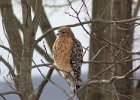 101Red-shouldered Hawk