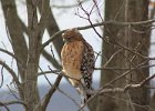Red-shouldered Hawk (5)