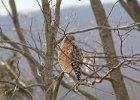 Red-shouldered Hawk (6)