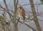 Red-shouldered Hawk (7)