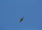 Broad-winged Hawk (10)