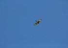 Broad-winged Hawk (11)