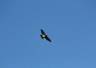 Broad-winged Hawk (14)