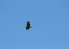 Broad-winged Hawk (24)