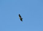 Broad-winged Hawk (25)