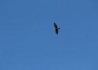 Broad-winged Hawk (5)