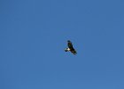 Broad-winged Hawk (7)