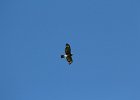 Broad-winged Hawk (8)