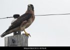 021 - 224 Swainson's Hawk