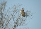 Swainson's Hawk (19)