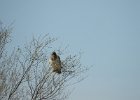 Swainson's Hawk (20)