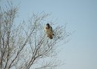 Swainson's Hawk (21)