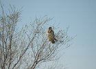 Swainson's Hawk (22)