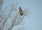Swainson's Hawk (25)