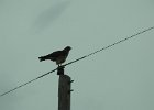 Swainson's Hawk (36)