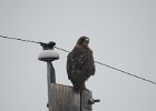 Swainson's Hawk (38)