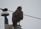 Swainson's Hawk (40)