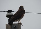 Swainson's Hawk (41)
