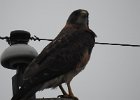 Swainson's Hawk (42)
