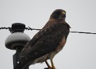 Swainson's Hawk (43)