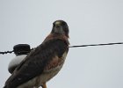Swainson's Hawk (44)