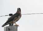 Swainson's Hawk (45)
