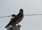 Swainson's Hawk (46)