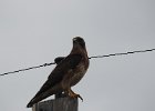 Swainson's Hawk (47)