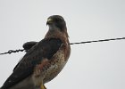 Swainson's Hawk (48)