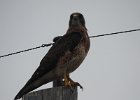 Swainson's Hawk (49)