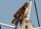101Red-tailed Hawk