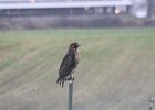 102Red-tailed Hawk