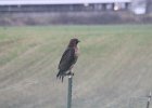 103Red-tailed Hawk