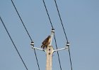 Red-tailed Hawk (1)