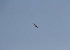 Red-tailed Hawk (10)