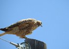 Red-tailed Hawk (100)