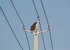 Red-tailed Hawk (13)