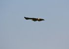 Red-tailed Hawk (14)