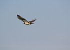 Red-tailed Hawk (15)