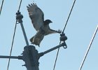 Red-tailed Hawk (2)