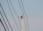 Red-tailed Hawk (20)