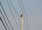 Red-tailed Hawk (21)