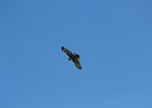 Red-tailed Hawk (22)
