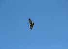Red-tailed Hawk (23)