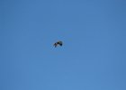 Red-tailed Hawk (24)