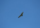 Red-tailed Hawk (25)