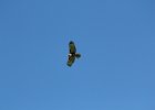 Red-tailed Hawk (26)