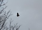 Red-tailed Hawk (31)
